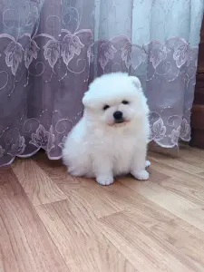 Померанский шпиц