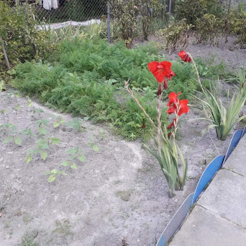 Дачный участок СТ Родничок-КЭТИ