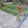 Дачный участок СТ Родничок-КЭТИ