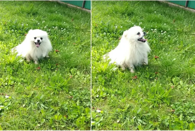 Померанский шпиц, мальчик