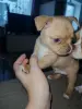 Щенок чихуахуа