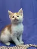 Мейн-Кун котята