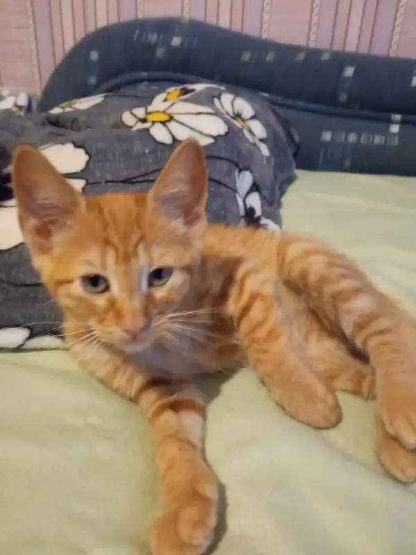 Котята