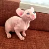 Котята канадский сфинкс и эльф
