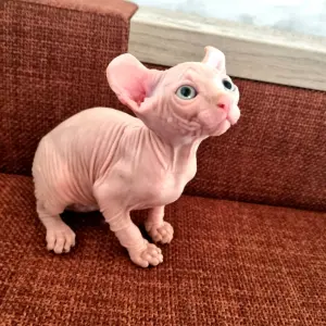Котята канадский сфинкс и эльф