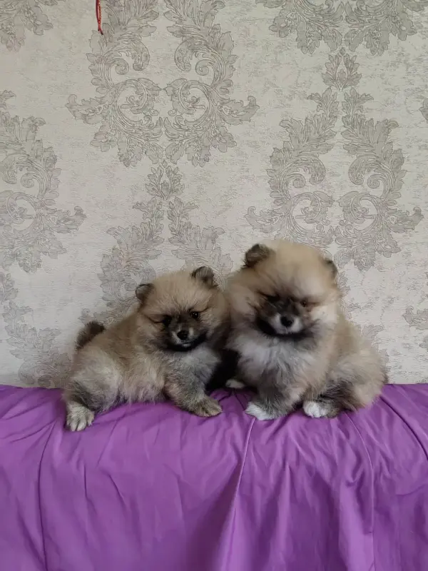 Щенки померанского шпица
