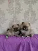 Щенки померанского шпица