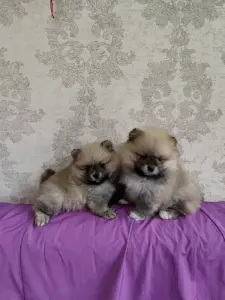 Щенки померанского шпица