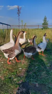 Гуси Кубанские