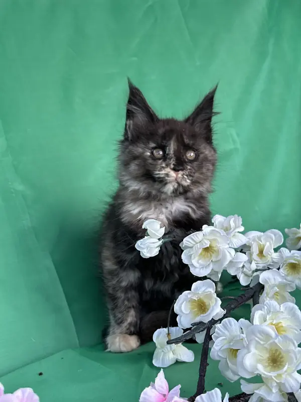 Мейн-Кун котята
