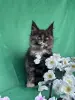Мейн-Кун котята