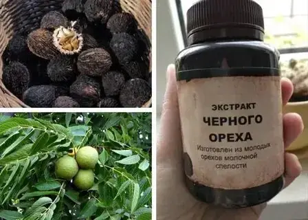 Саженцы Черного ореха