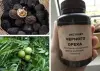 Саженцы Черного ореха