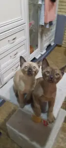 Котята Бурмы