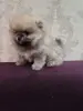 Щенки померанского шпица