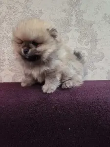 Щенки померанского шпица