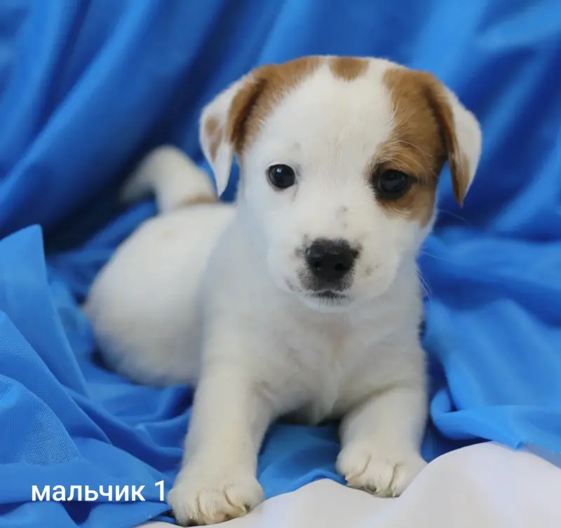 Щенки Джек Рассел терьера