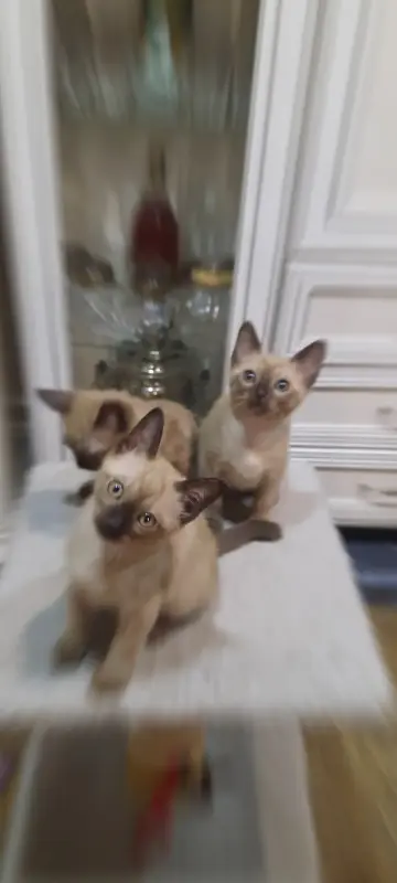 Котята Бурмы