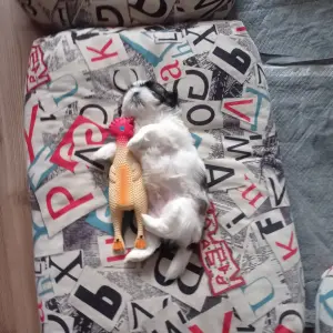 Домашние питомцы