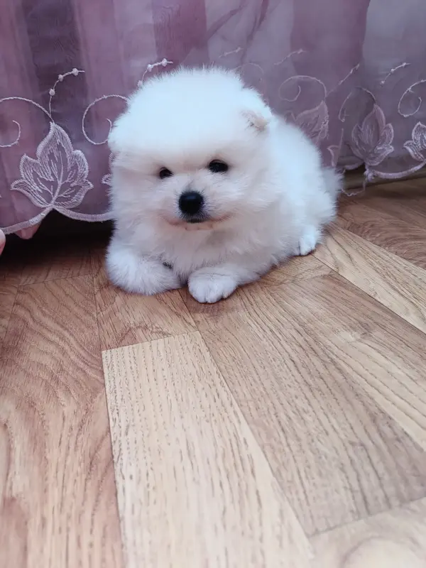Померанский шпиц