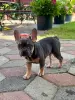 Щенки французского бульдога