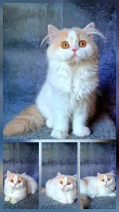 Кошечка породы Селкирк страйт