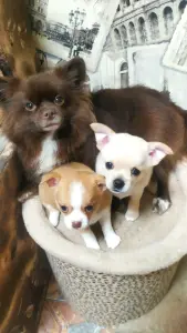 Щенки