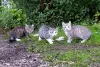 Котята с дач срочно ищут дом