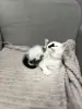 Котята в дар