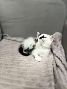 Котята в дар