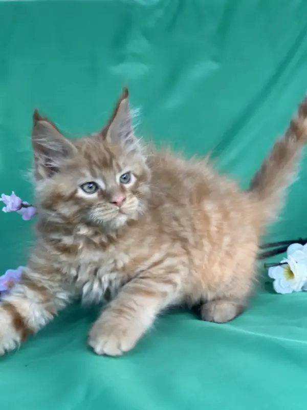 Мейн-Кун котята