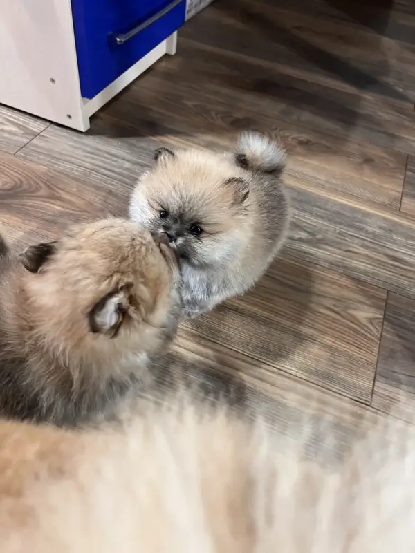 Шпиц, померанский шпиц
