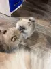 Шпиц, померанский шпиц