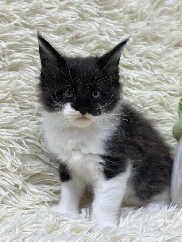 Мейн-Кун котята