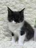 Мейн-Кун котята