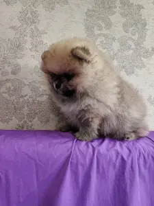 Мальчик померанского шпица