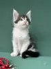 Мейн-Кун котята
