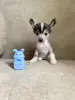 Щенки китайская хохлатая собака