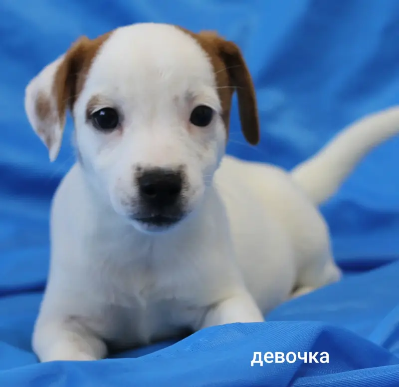 Щенки Джек Рассел терьера