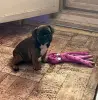 Щенок Французского бульдога