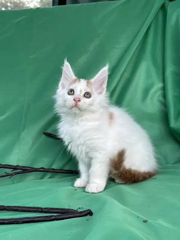 Мейн-Кун котята