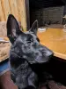 Вязка с немецкой овчаркой