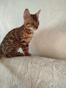 Бенгальские котята