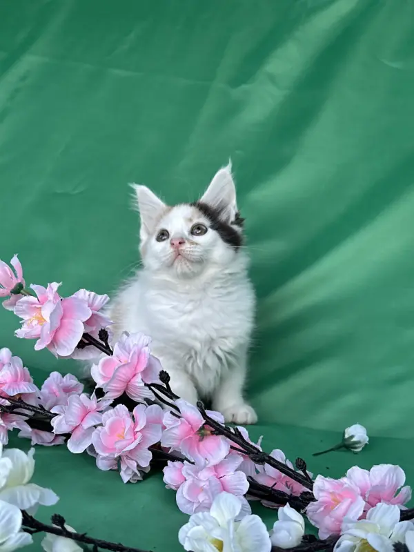 Мейн-Кун котята