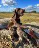 Щенки немецкого курцхаара