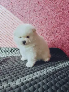 Мальчик померанский шпиц.