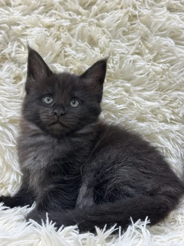 Мейн-Кун котята