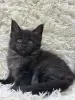Мейн-Кун котята