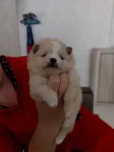 Щенки шпица