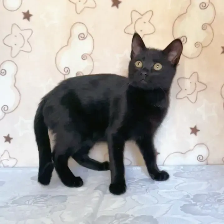 Котенок Чупик - активный позитивный малый